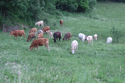 Ekološka kmetija Zabukovec