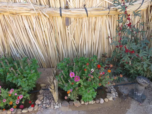 Tuareška šola cveti