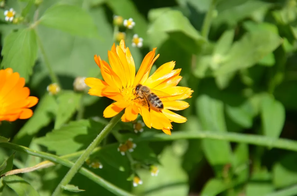 Razvoj čebelarskih društev v Posavju, posvet posavskih čebelarjev
