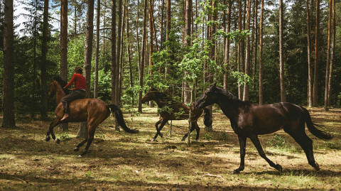 Letni kino na gradu Rajhenburg: Konje krast