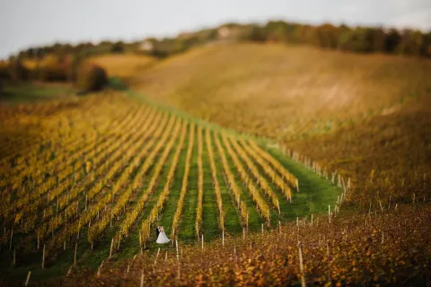 Poroka med vinogradi.jpg