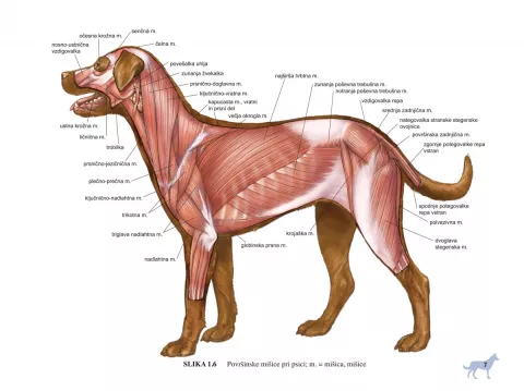 Barvni atlas anatomije malih živali